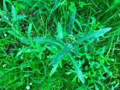 Cutleaf burnweed thumbnail 3
