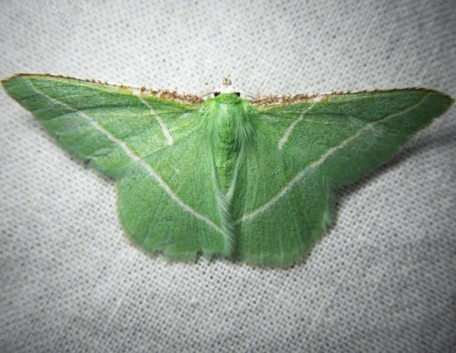 Dichorda rectaria
