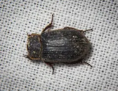 Trox atrox thumbnail 2