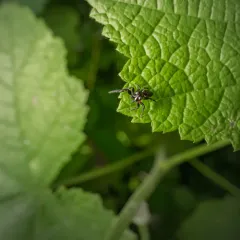 Metaphidippus manni thumbnail 2