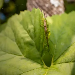 Tetragnatha versicolor thumbnail 3