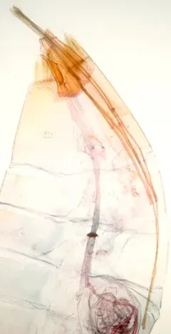 Black-patched Nemapogon thumbnail 2