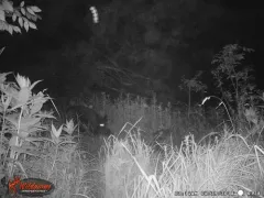 Wild Boar thumbnail 4