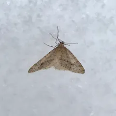 Bruce Spanworm Moth thumbnail 2