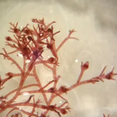 Polysiphonia stricta thumbnail 4