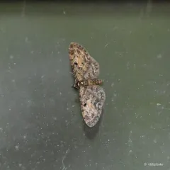Larch Pug Moth thumbnail 3