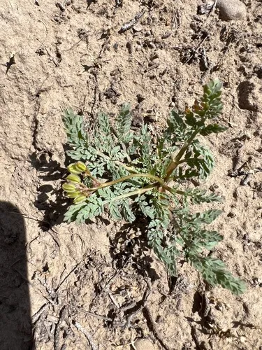 Longstalk Springparsley