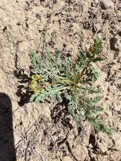 Longstalk Springparsley thumbnail 1