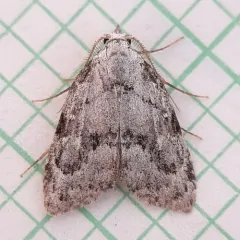 Confused Meganola Moth thumbnail 3