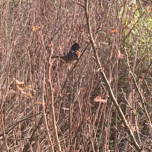 Spotted Towhee