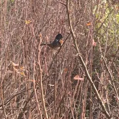 Spotted Towhee thumbnail 1