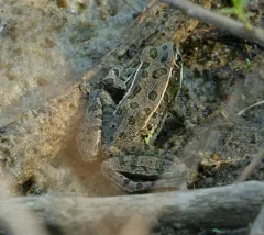 Plains Leopard Frog thumbnail 3