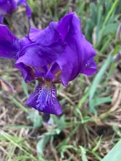 Leafless Iris thumbnail 1