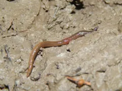 Square-tailed Worm thumbnail 3