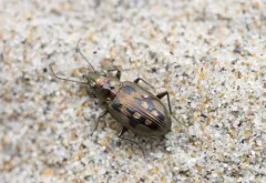 Bembidion zephyrum thumbnail 2