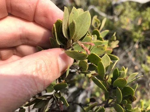 Gasquet manzanita