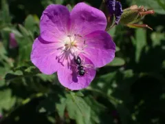 Ceratina micheneri thumbnail 2