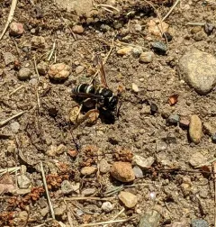Walden’s Potter Wasp thumbnail 3