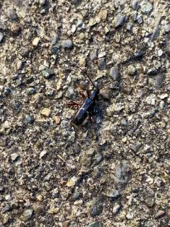 Phymatodes nigrescens thumbnail 2
