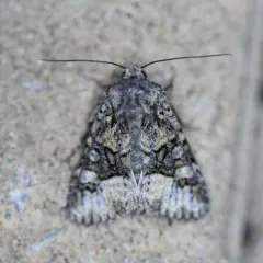 Olive Arches Moth thumbnail 1