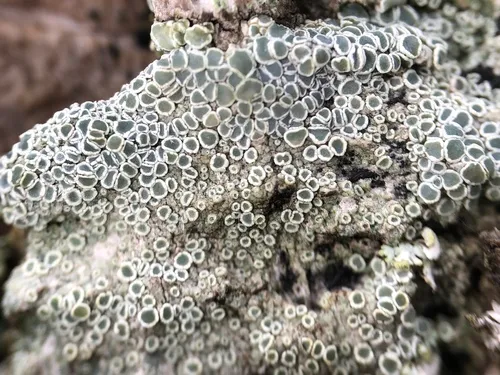 Myriolecis juniperina