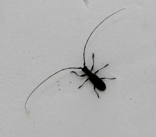 Black Hickory Borer