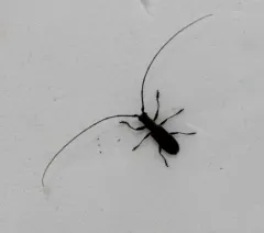 Black Hickory Borer thumbnail 1