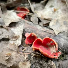 Scarlet Elfcup thumbnail 4