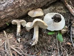 Melanoleuca strictipes thumbnail 2
