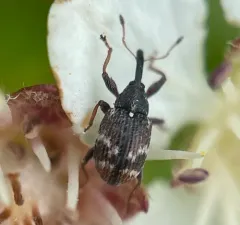 Anthonomus signatus thumbnail 4