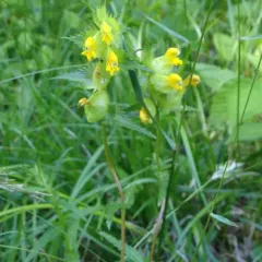Yellow Rattle thumbnail 2