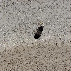 Dermestes reductus thumbnail 3