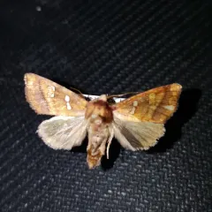 Bracken Borer Moth thumbnail 4