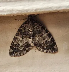 Renounced Hydriomena Moth thumbnail 4