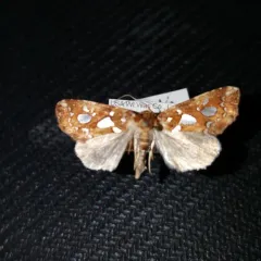 Silver-spotted Fern Moth thumbnail 3