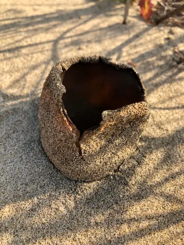 Dune Cup