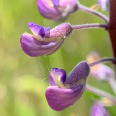Kincaid's Lupine thumbnail 3