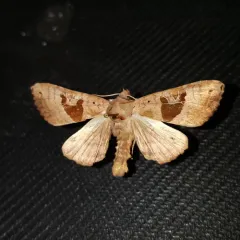Brown Angle Shades thumbnail 3