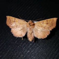 Scalloped Sallow thumbnail 3