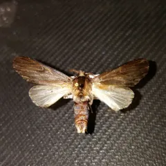 White-streaked Prominent thumbnail 3