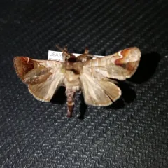 Sigmoid Prominent thumbnail 4