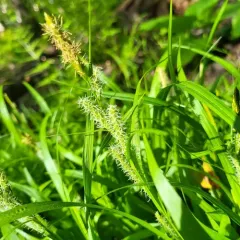 eastern rough sedge thumbnail 4