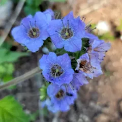 Bolander's Phacelia thumbnail 2
