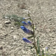 Royal Beardtongue thumbnail 4