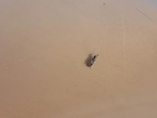 Tanymecus confusus