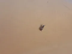 Tanymecus confusus thumbnail 1