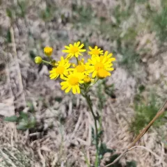 Prairie Groundsel thumbnail 2