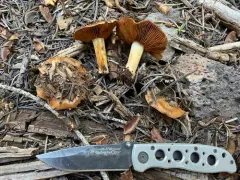 Cortinarius parkeri thumbnail 4