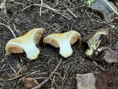Calonarius verrucisporus thumbnail 2