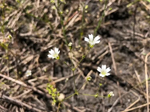 Pitcher's Stitchwort